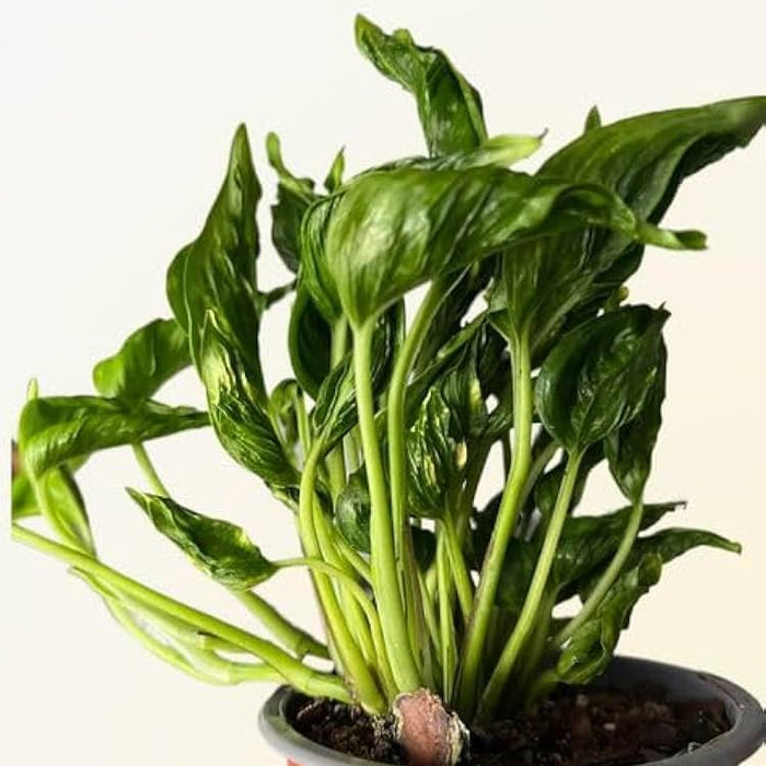 Sleeping Pothos
