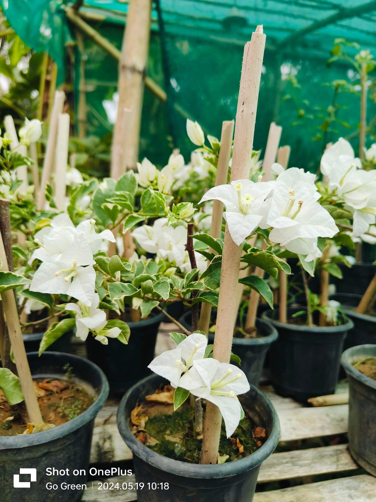 Hawaiian White (Grafted)