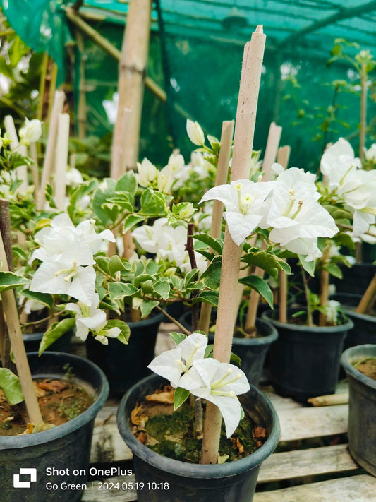 Hawaiian White (Grafted)