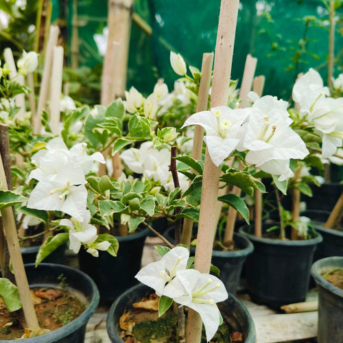 Hawaiian White (rooted)