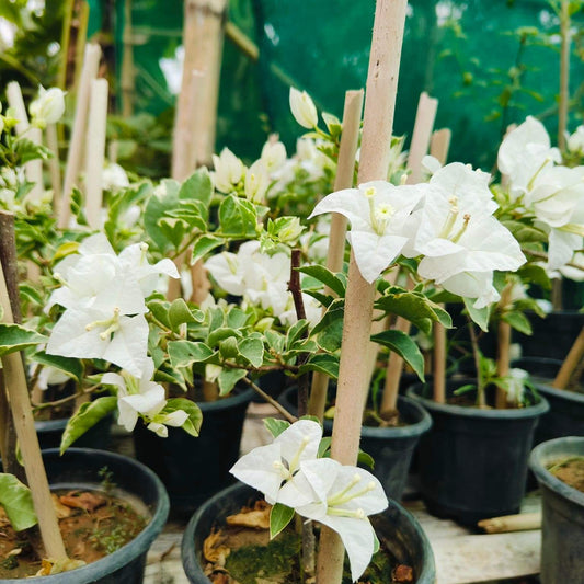 Hawaiian White (Grafted)