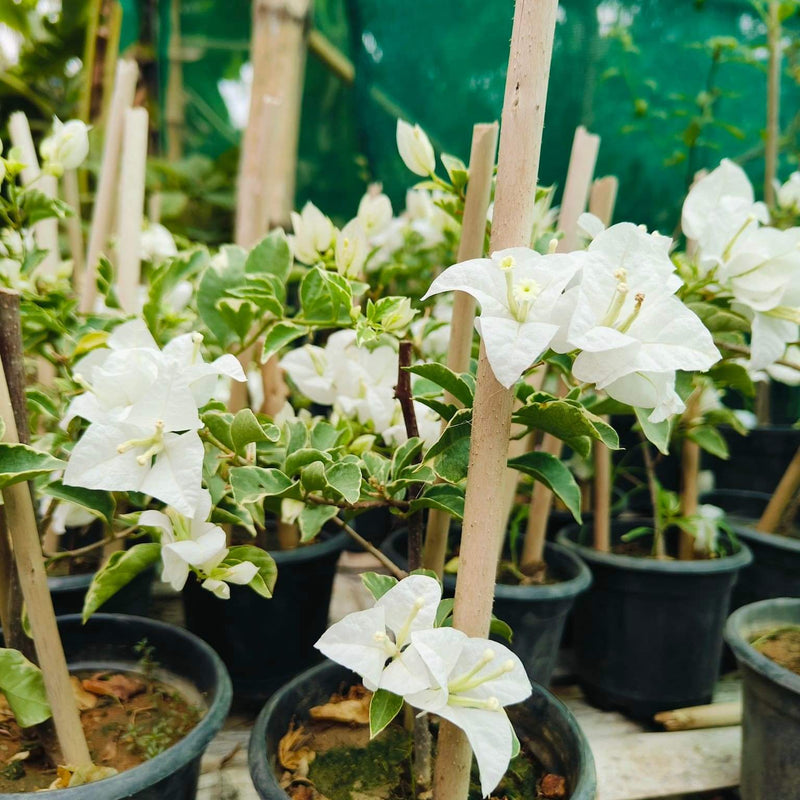 Hawaiian White (rooted)