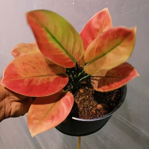 Aglaonema Red Apple