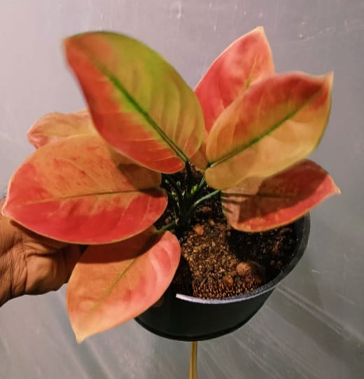 Aglaonema Red Apple