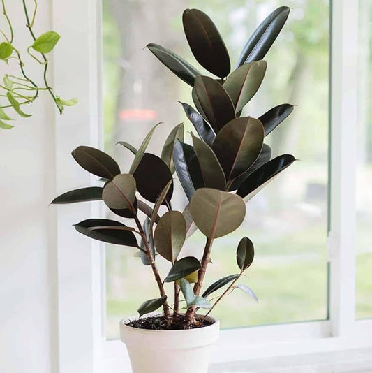Rubber Plant Black