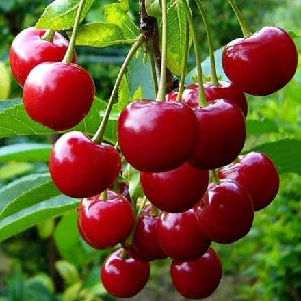 Cherry