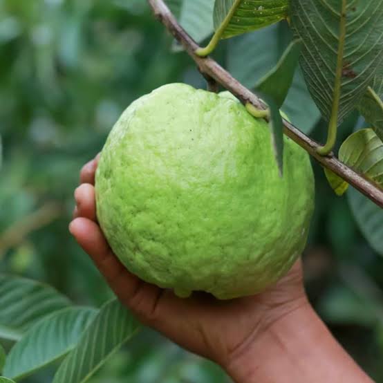 Thai 7 Guava