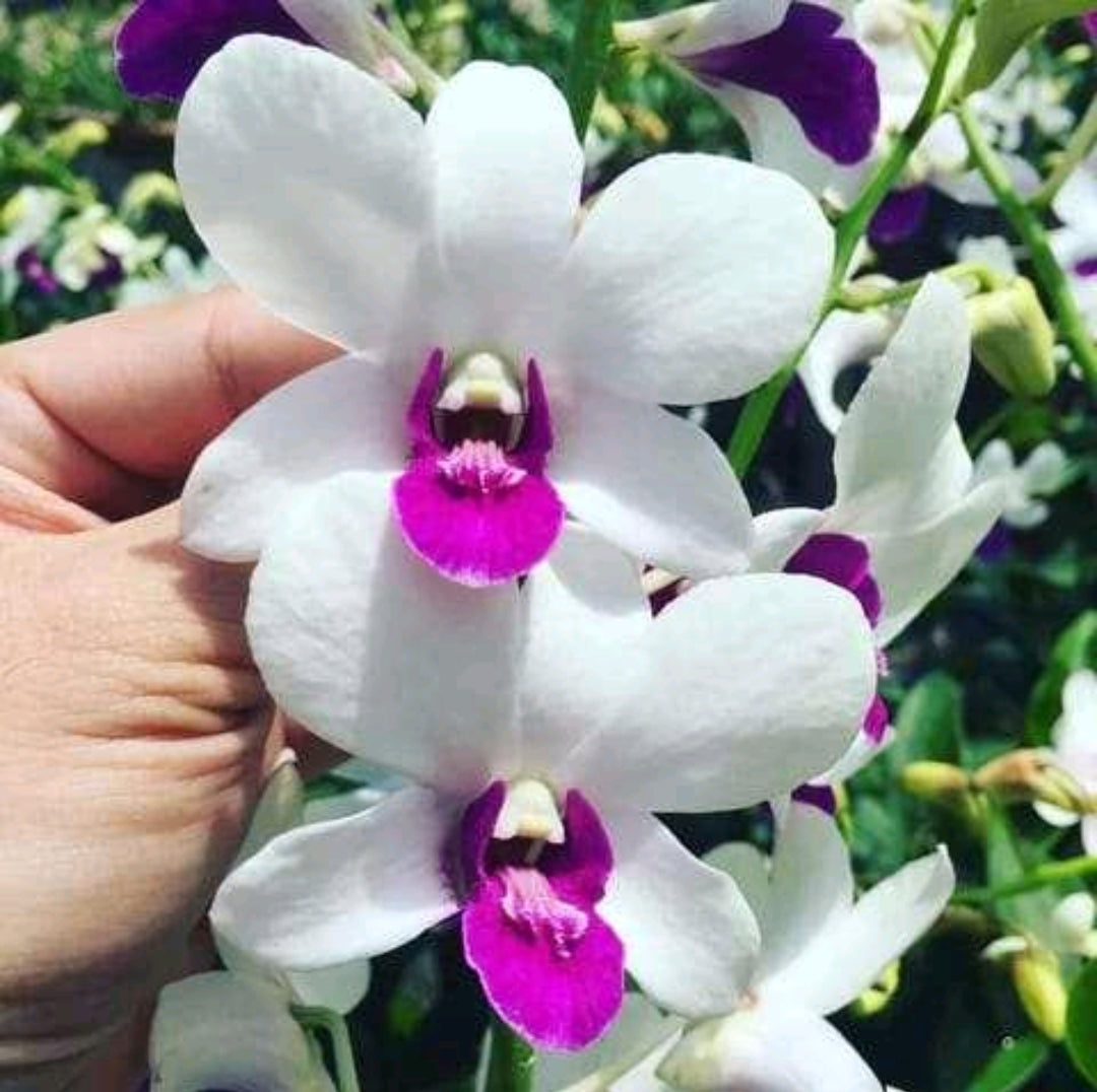 Dendrobium Big Charming_SS