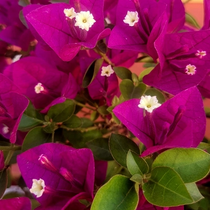 Deepest Purple (Rooted)