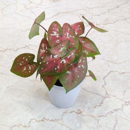 Caladium Keladi Bomba
