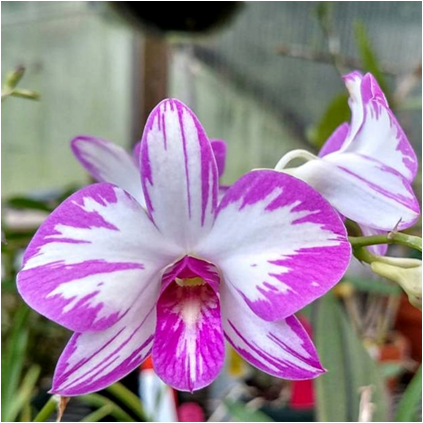 Dendrobium Enobi Splash #1