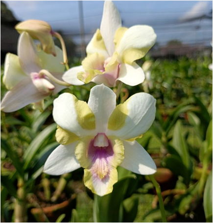 Dendrobium Nopporn Star Bright #738