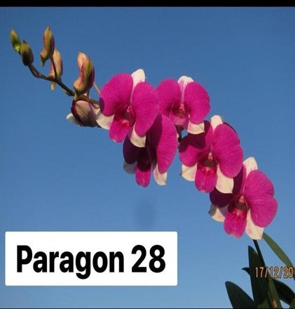 Dendrobium Burana Paragon #28_Ss