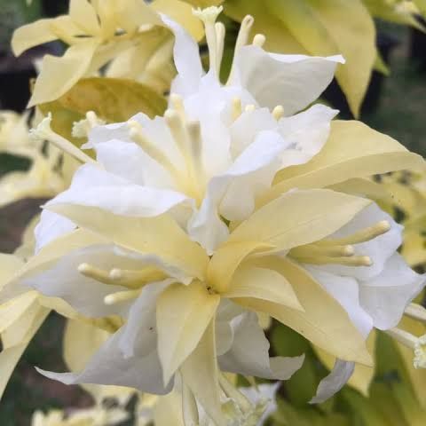 Albino White