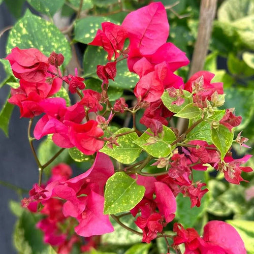 Red Diamond (Rooted)