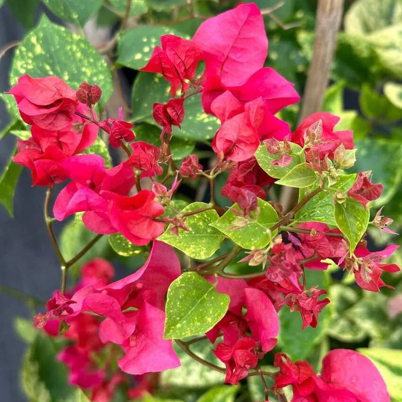 Red Diamond (Rooted)