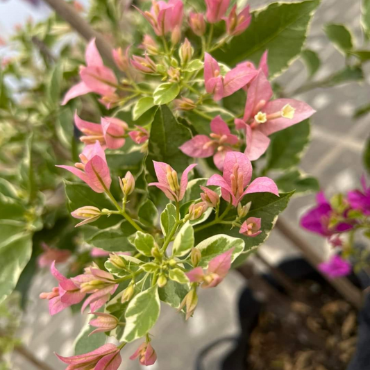 Pink Patch (Grafted)