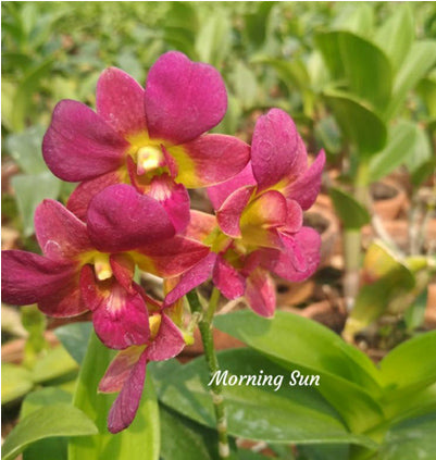 Dendrobium (Bom x Thongchai Gold)