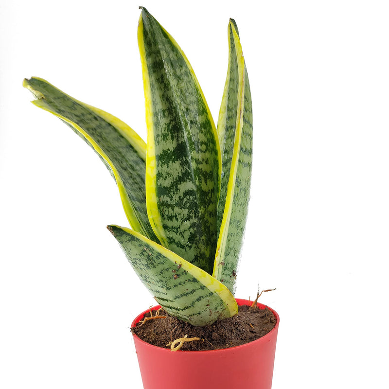 Snake Yellow Border