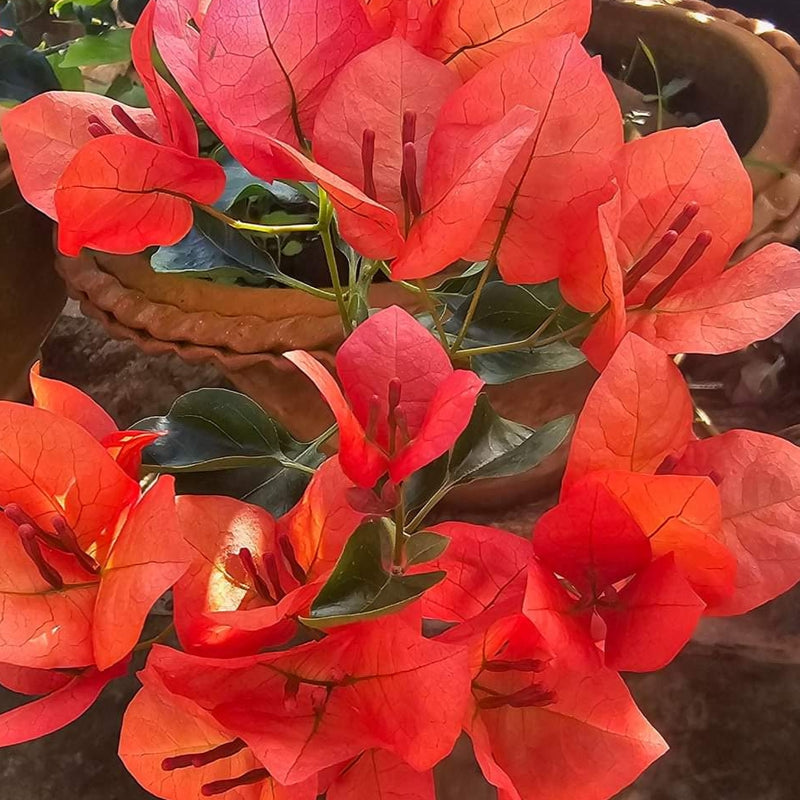 Monalisa Orange