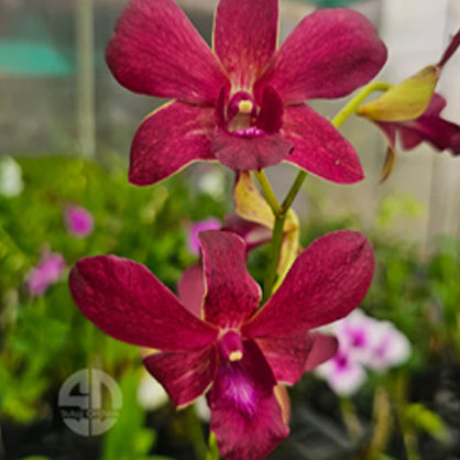 Dendrobium (Ckaii "Oka" x Sanphran Brown) #172