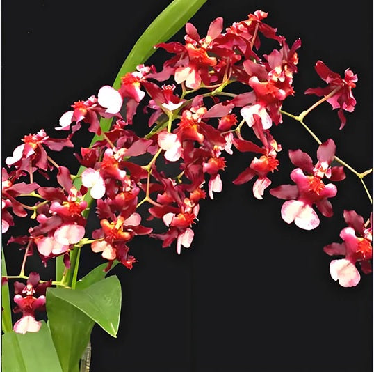 Oncidium Jairak Fragrant 283