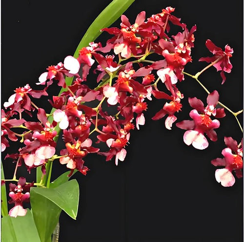 Oncidium Jairak Fragrant 283