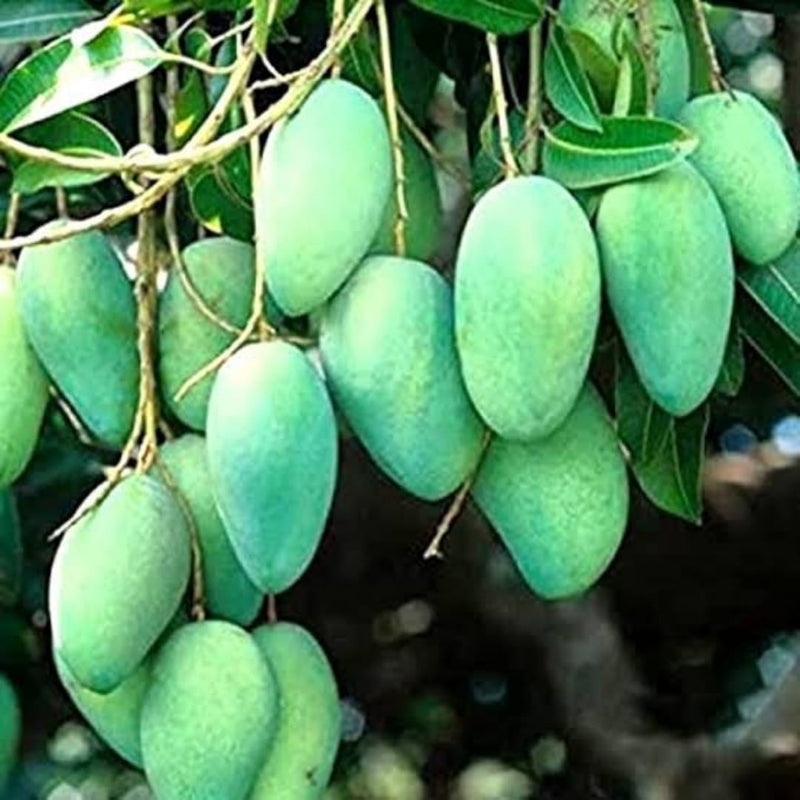 Royal House Raw Sweet Mango (Kalapati)