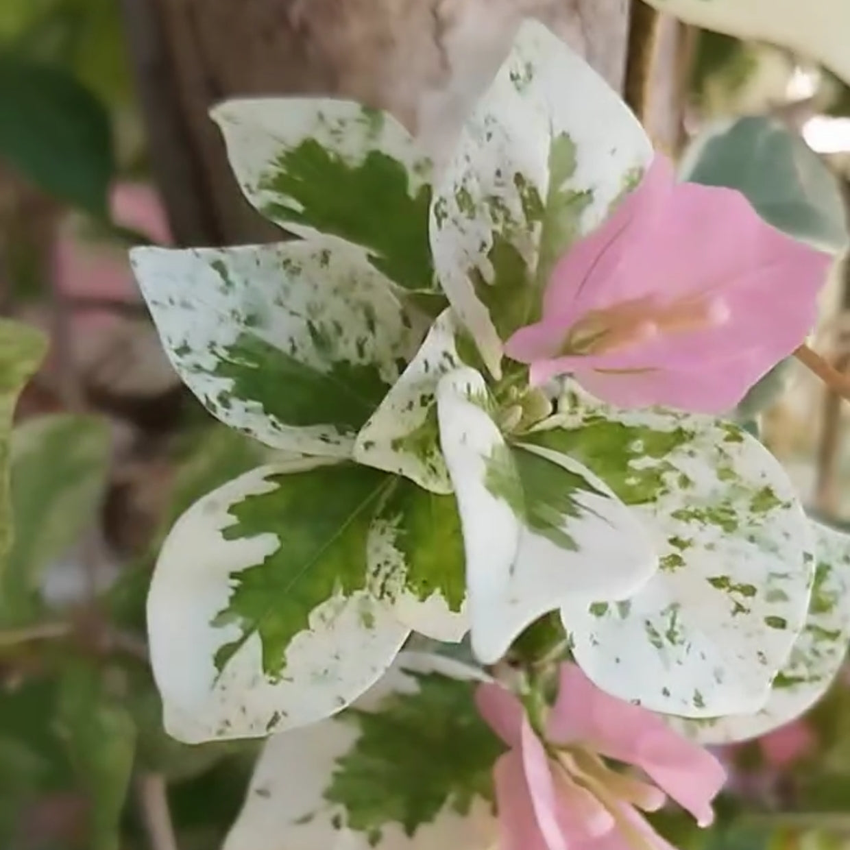 Milo Batik (Grafted)