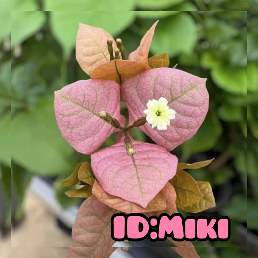 Miki (Grafted)