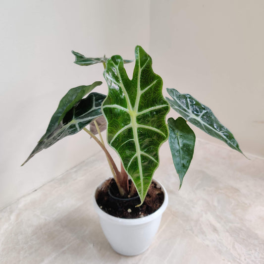Alocasia Polly