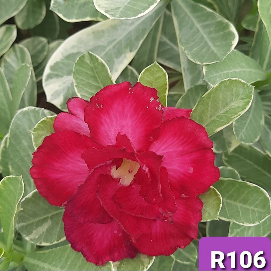 Adenium R106 - GO GREEN
