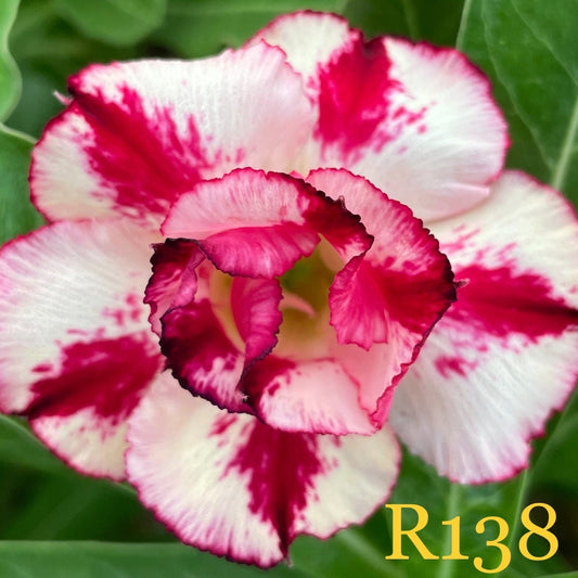 Adenium R138 - GO GREEN
