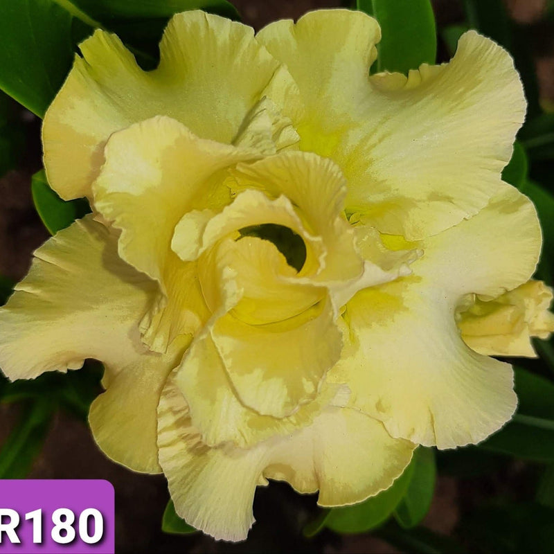 Adenium R180 - GO GREEN
