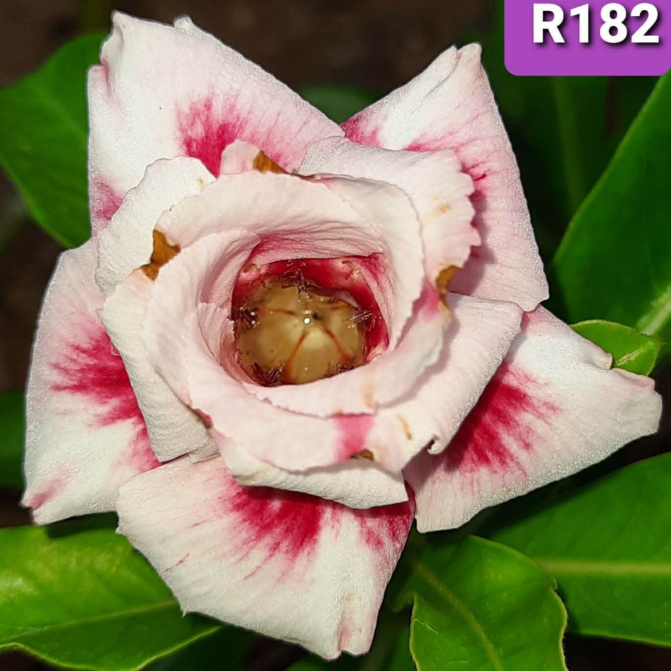 Adenium R182 - GO GREEN
