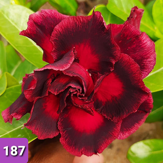 Adenium R187 - GO GREEN