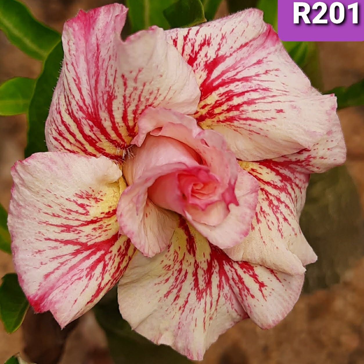 Adenium R201 - GO GREEN