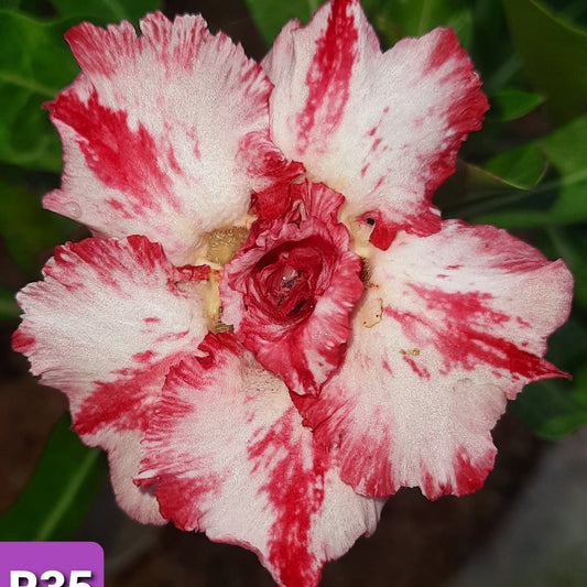 Adenium R35 - GO GREEN
