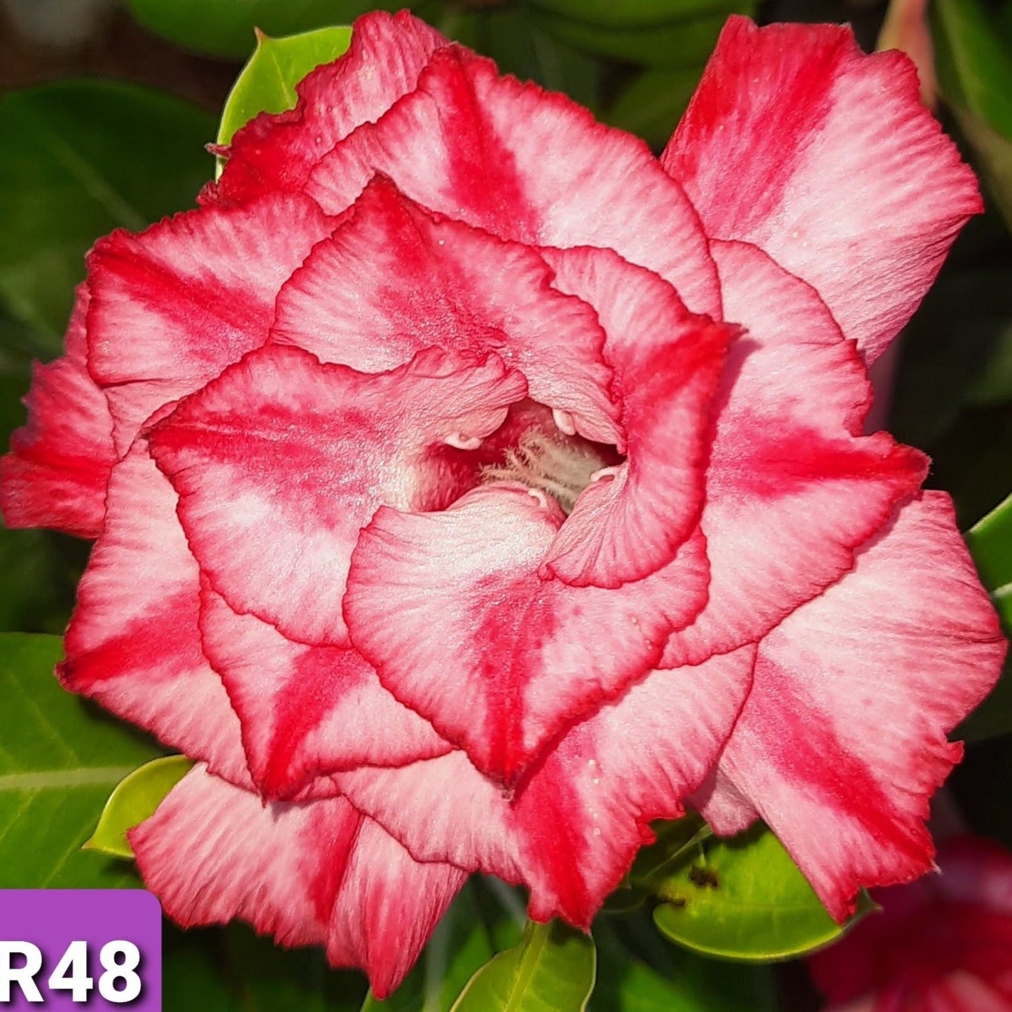 Adenium R48 - GO GREEN
