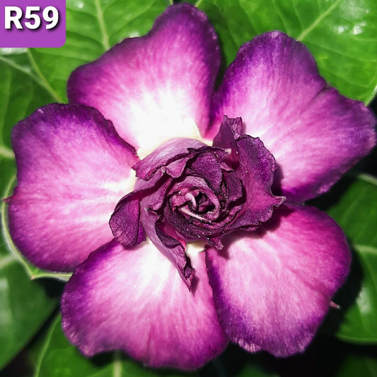 Adenium R59 - GO GREEN