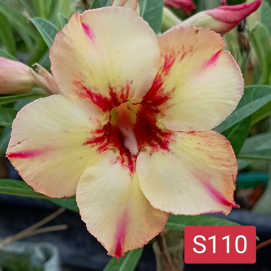 Adenium S110 - GO GREEN