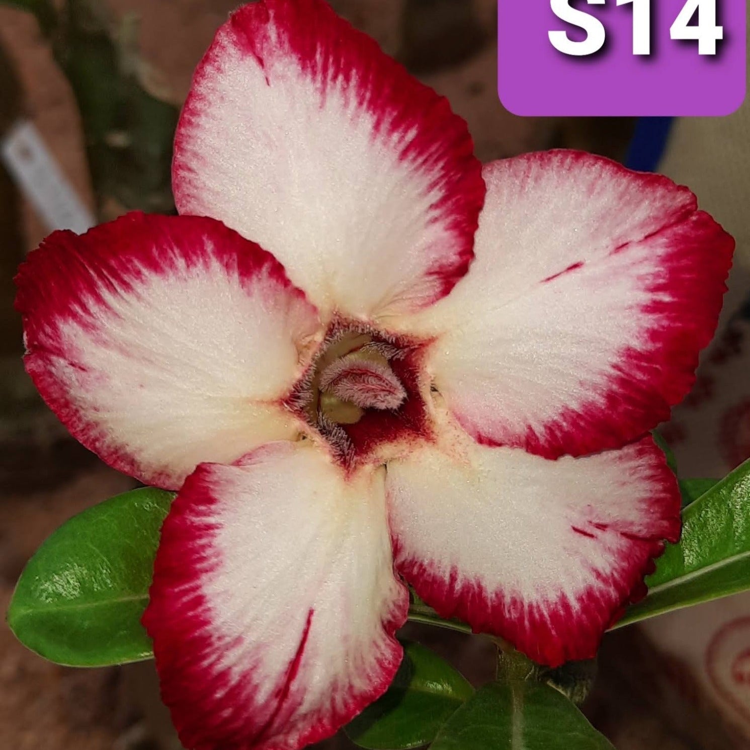 Adenium S14 - GO GREEN