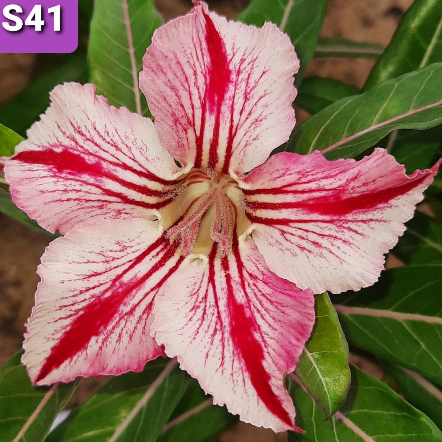 Adenium S41 - GO GREEN