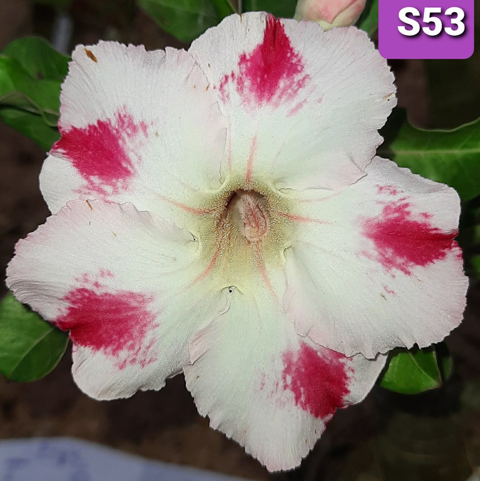 Adenium S53 - GO GREEN