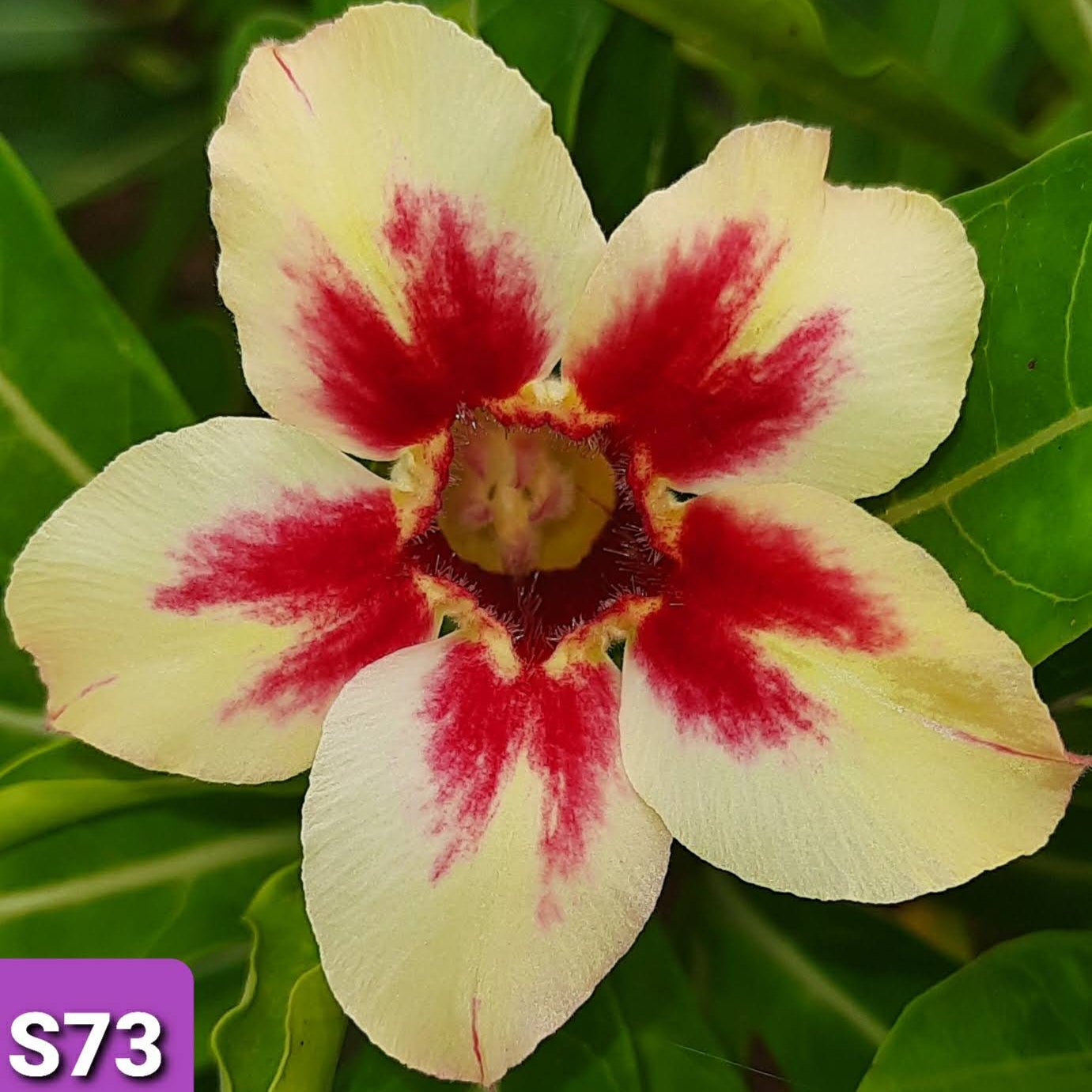Adenium S73 - GO GREEN