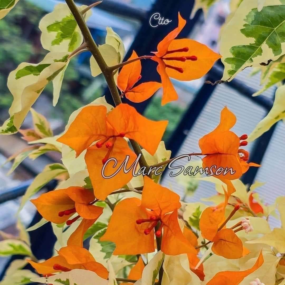 Fire Opal Variegated (Grafted)