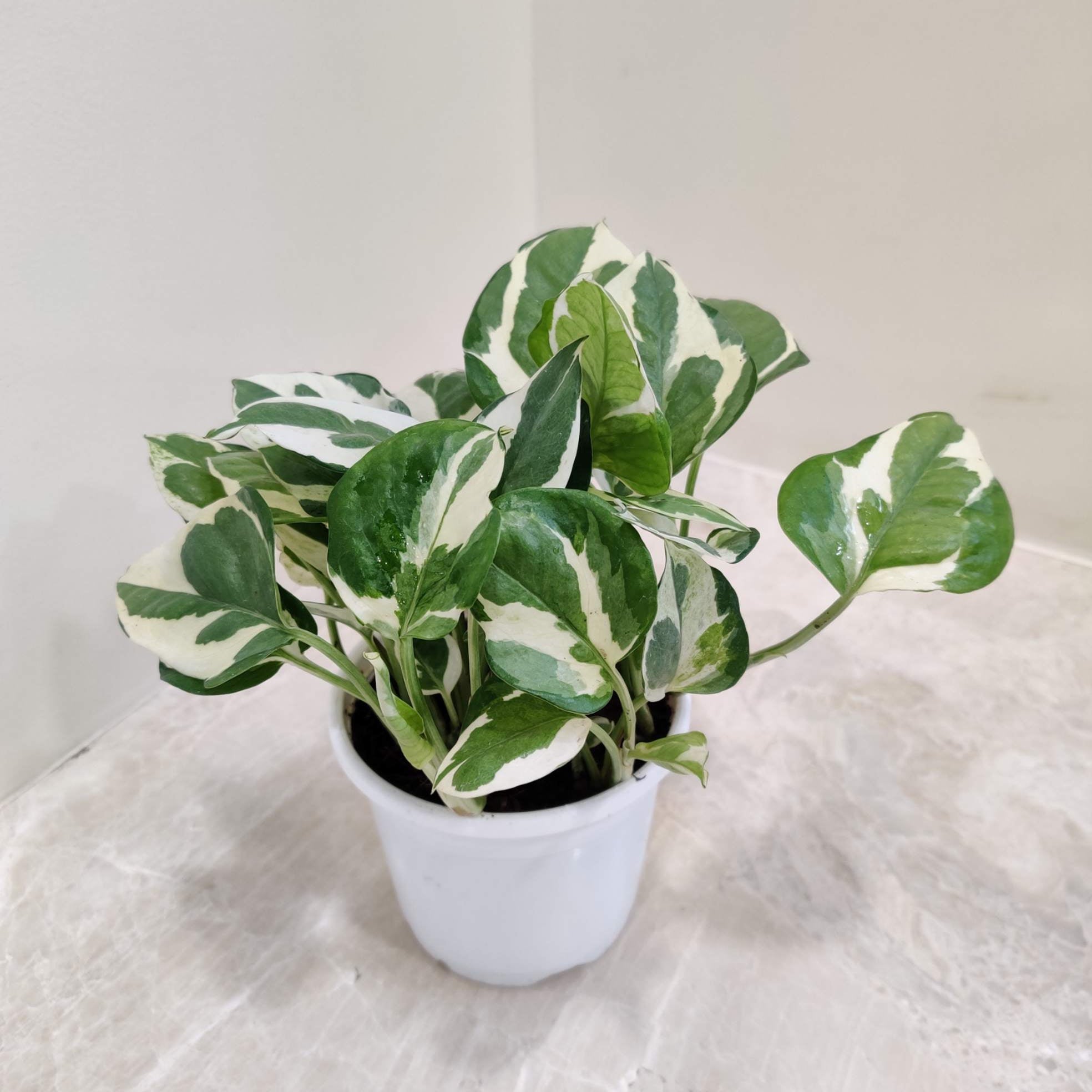 Marble Pothos