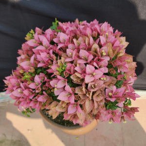 B Gojes (Grafted) - GO GREEN