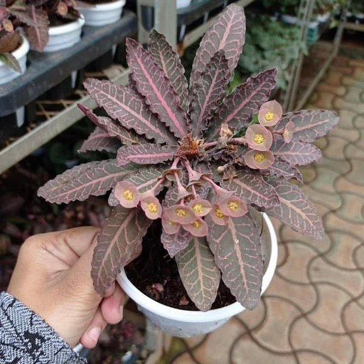 Euphorbia Francoisii (Dark Red)