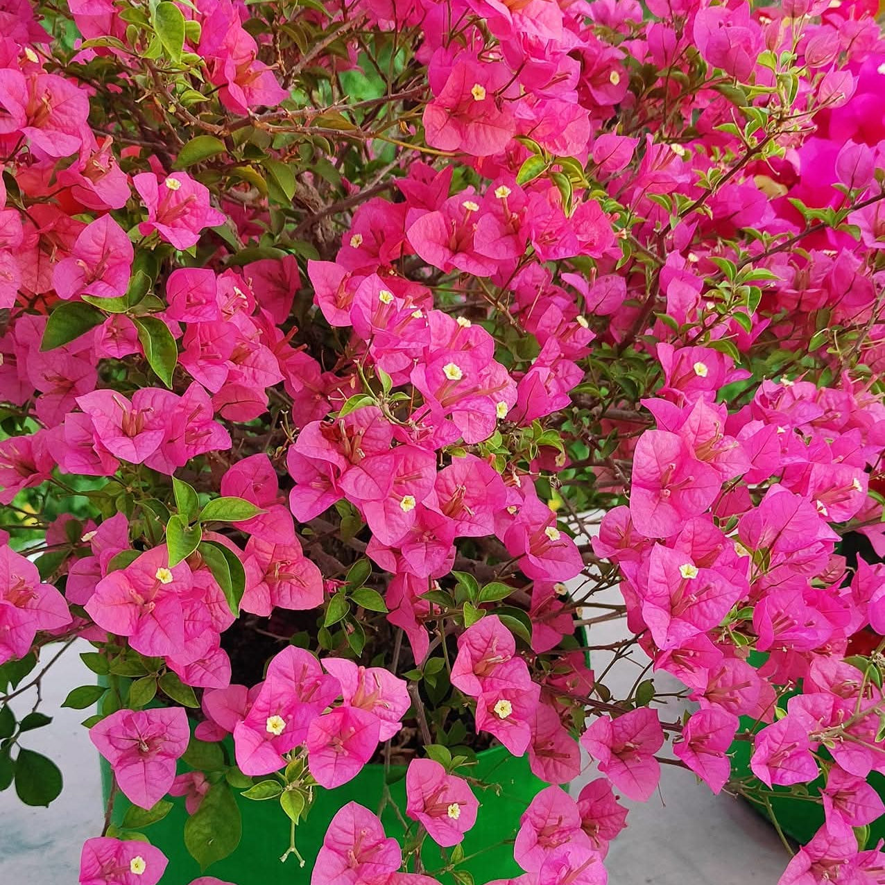 Rabindranath by Amitav Mukherjee